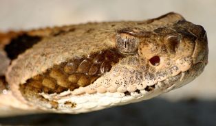 Timber_rattlesnake_(Crotalus_horridus)