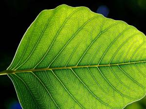 Leaf_1_web