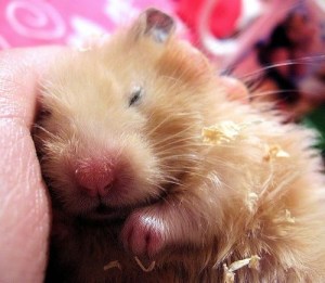 sleeping-hamster