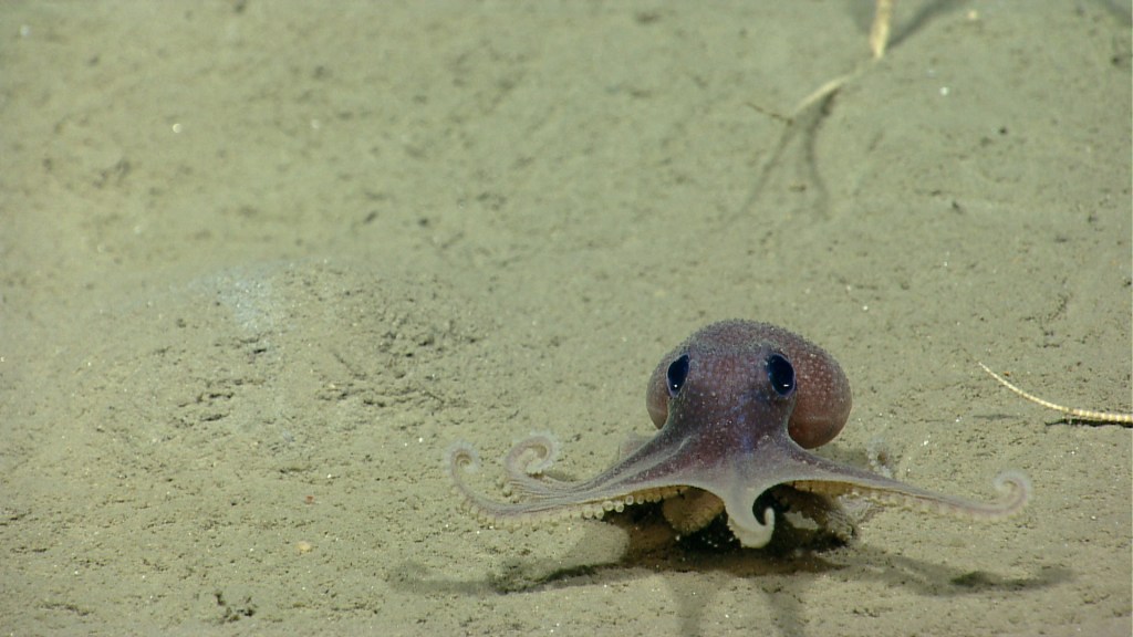 A baby octopus (graneledone verrucosa) moves across the seafloor as ROV Deep Discoverer (D2) explores Veatch Canyon.