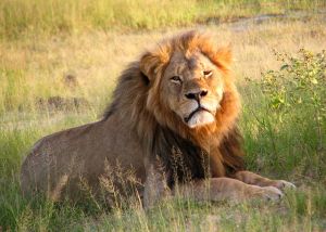 "Cecil the lion at Hwange National Park (4516560206)" by Daughter#3 - Cecil. Licensed under CC BY-SA 2.0 via Wikimedia Commons - https://commons.wikimedia.org/wiki/File:Cecil_the_lion_at_Hwange_National_Park_(4516560206).jpg
