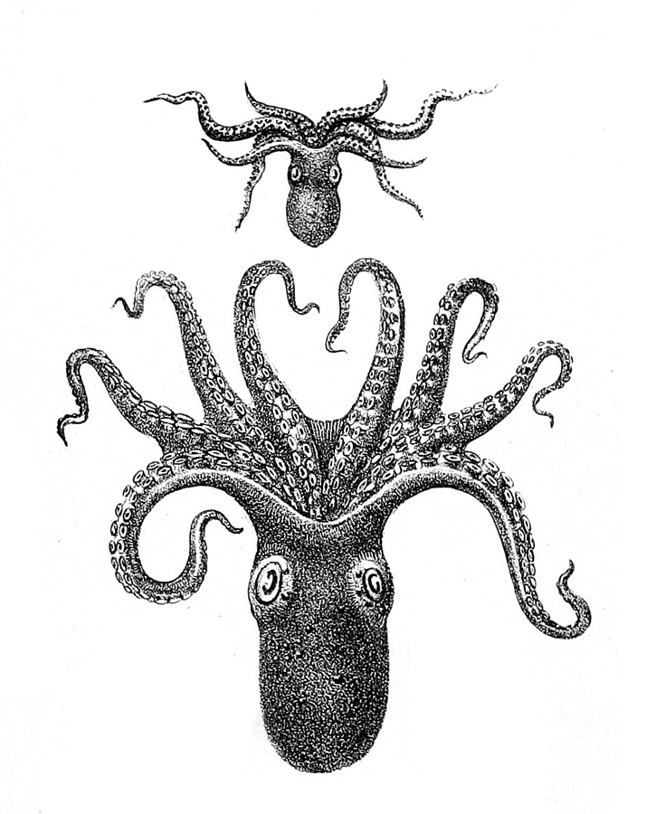 Octopus_vitiensis