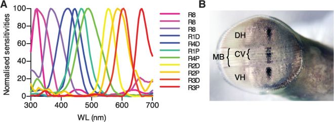mantis shrimp spectral sensitivity