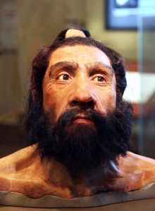 439px-Homo_neanderthalensis_adult_male_-_head_model_-_Smithsonian_Museum_of_Natural_History_-_2012-05-17