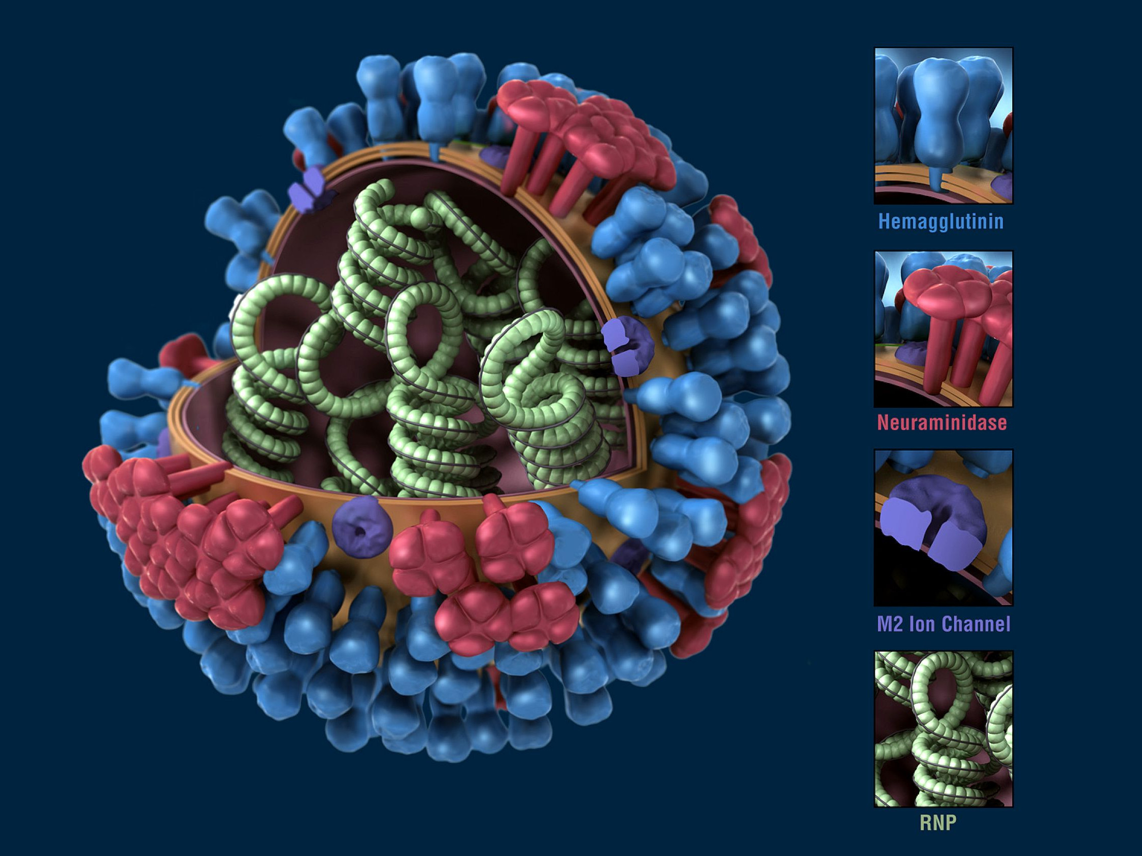 3-dimensional-model-of-influenza-virus