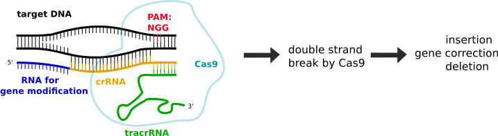CRISPR-Cas9_mode_of_action