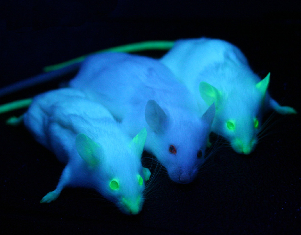 GFP_Mice_01
