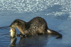 River_Otter_with_Fish_(5711531594)