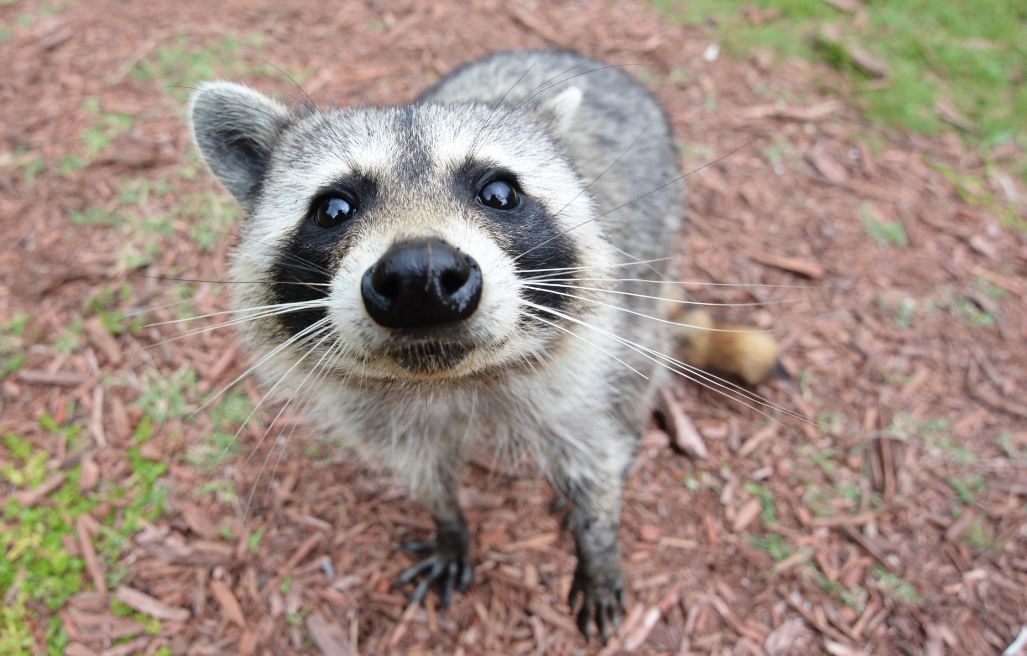 raccoon.JPG