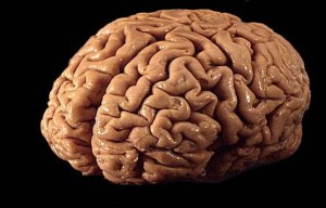 Human_brain_01