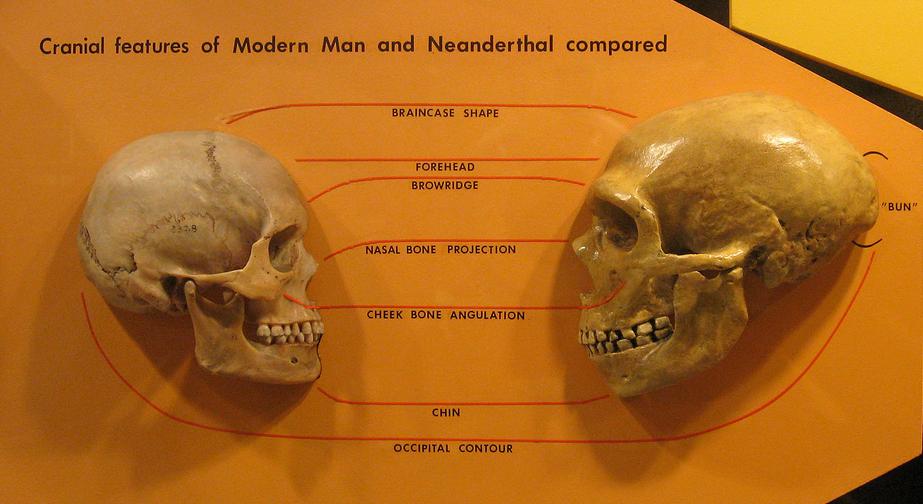 sapiens_neanderthal_comparison
