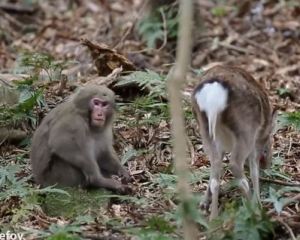 monkeydeer