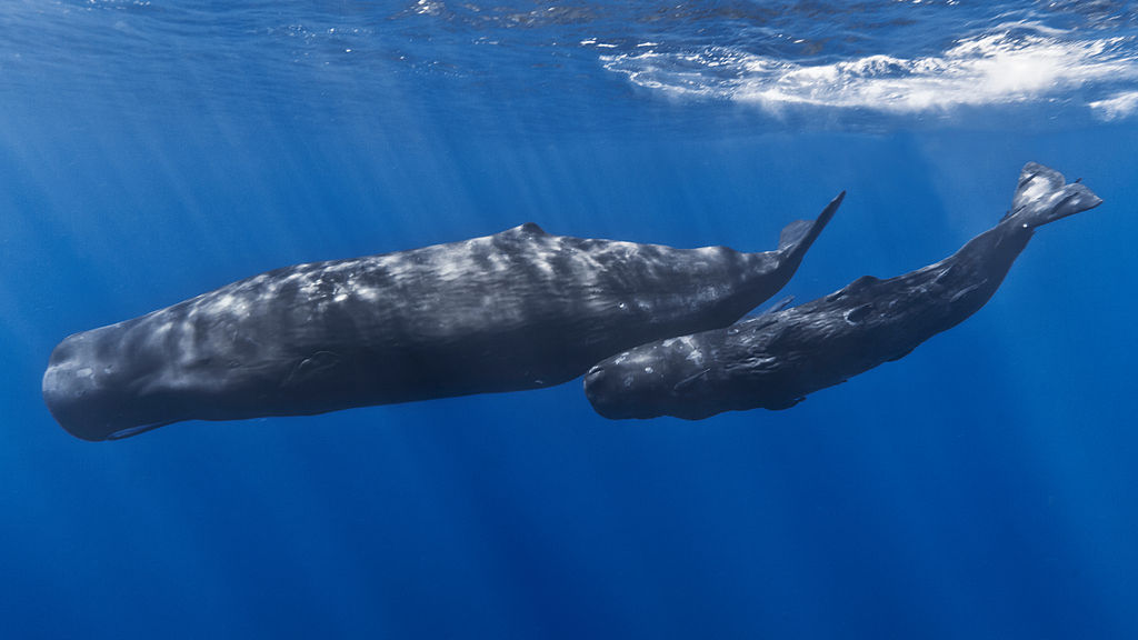 1024px-Mother_and_baby_sperm_whale.jpg