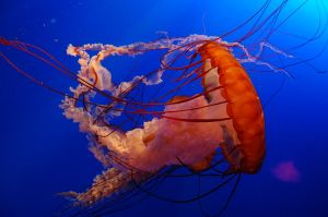 1280px-Jelly_Fish_in_Ocean_Park