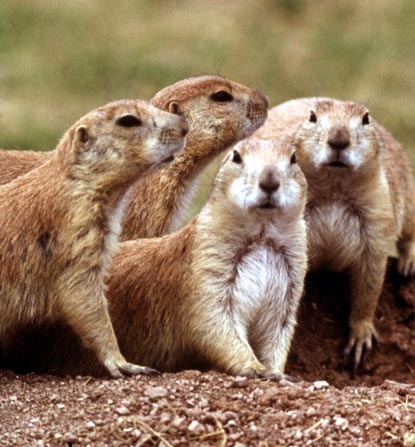Prairie-Dogs