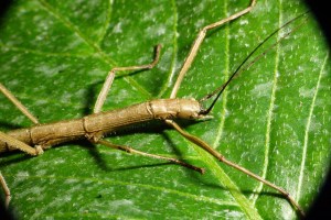 Stick_insect_WG