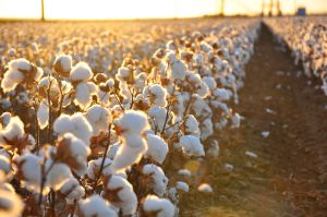 1024px-Cotton_field_kv17