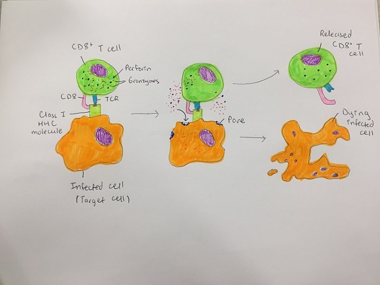 800px-CD8+_T_cell_destruction_of_infected_cells