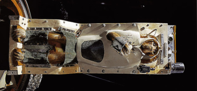 On power and species.