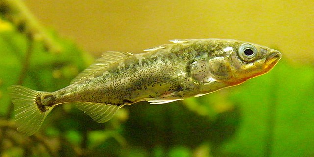 A photograph of a three-spined stickleback fish.