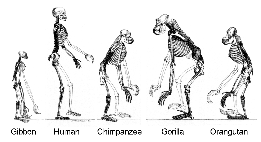 Image shows the upright skeletal postures of gibbons, humans, chimpanzees, gorillas, and orangutans.