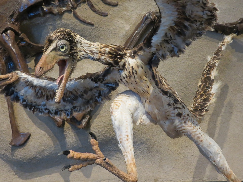 A photograph of a model dinosaur, complete with feathers.