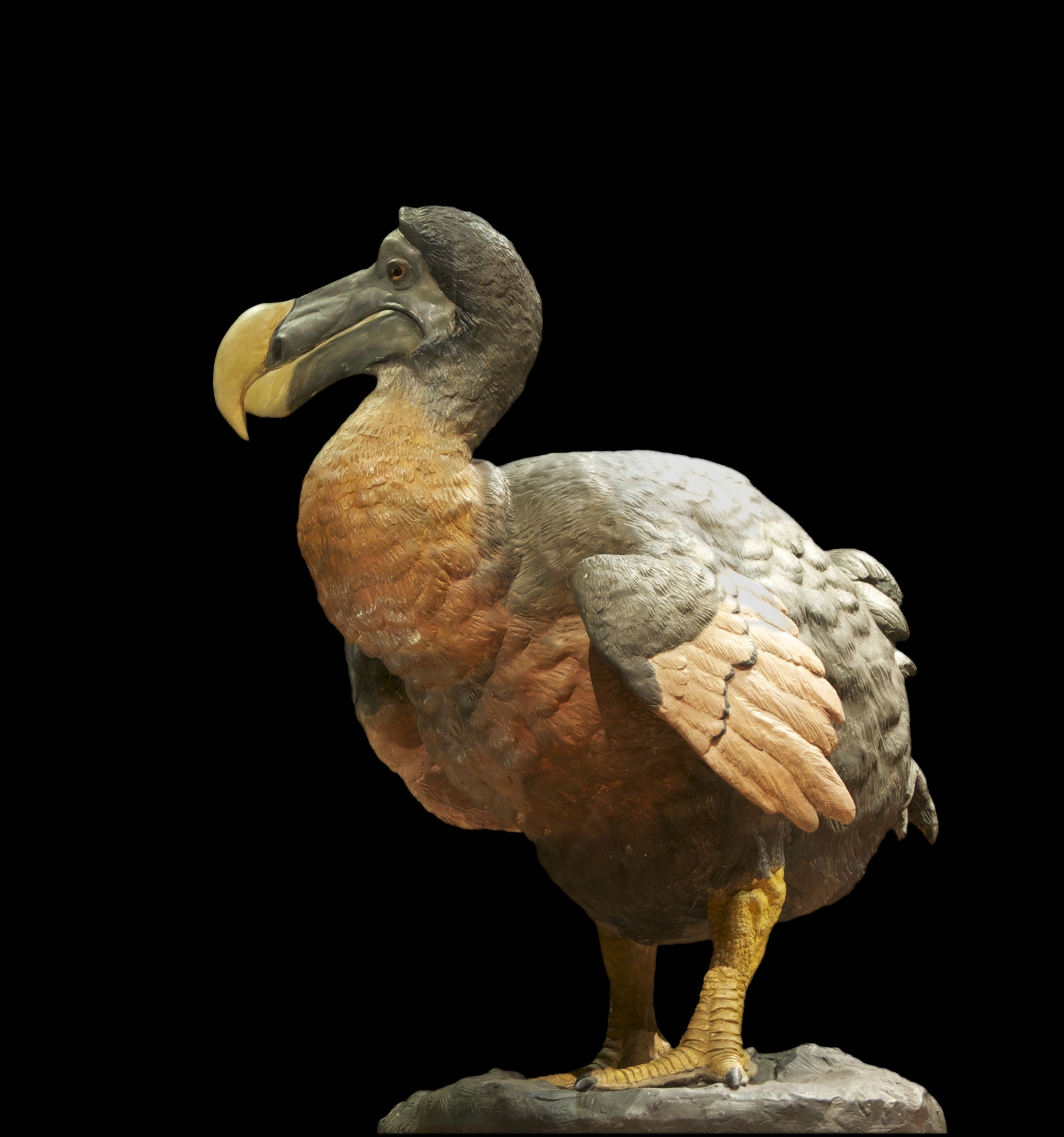 A sculpture of a dodo.