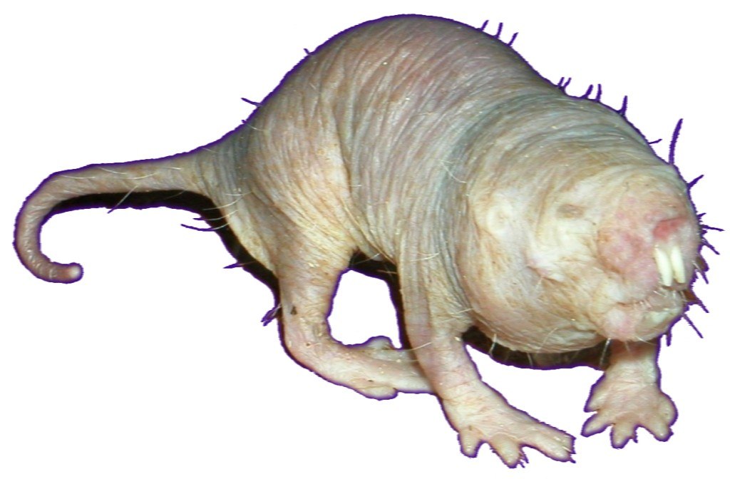 On the study of naked mole-rats.