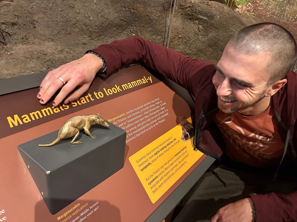 Frank Brown Cloud admiring a replica of morganucodon at The Field Museum in Chicago.