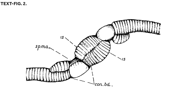 Why are some worms such lazy lovers: a reprise