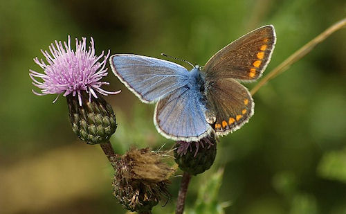Sex was invented to queer populations.