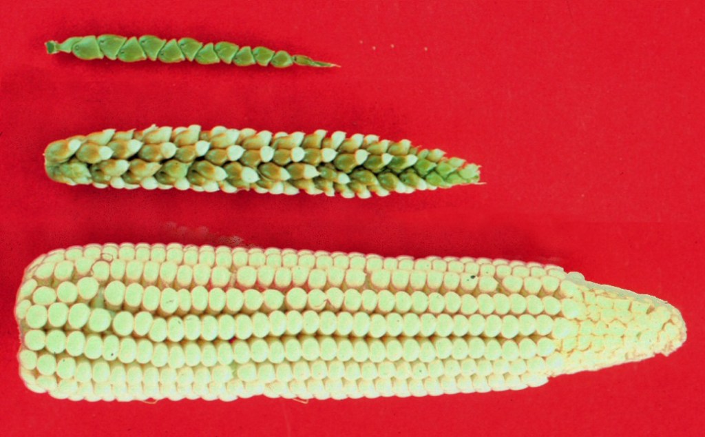 Comparison between teosinte and corn, which share an evolutionary lineage.